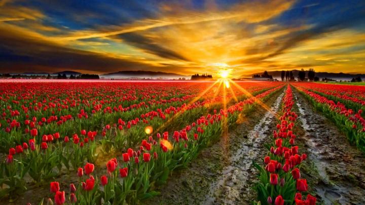 gorgeous-glowing-sunrise-facebook-timeline-cover,1366x768,67100