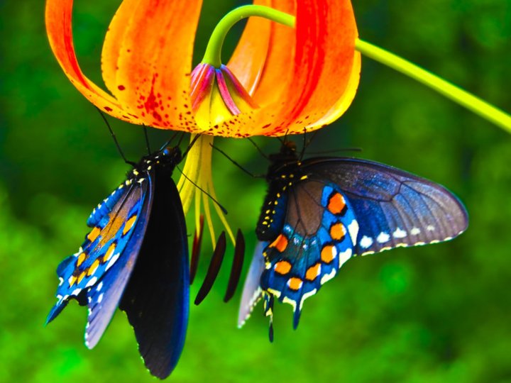 Beautiful-Butterflies-butterflies-9481730-1600-1200